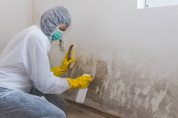 Best Comprehensive Air Testing for Mold Contaminants  in Madison, NC