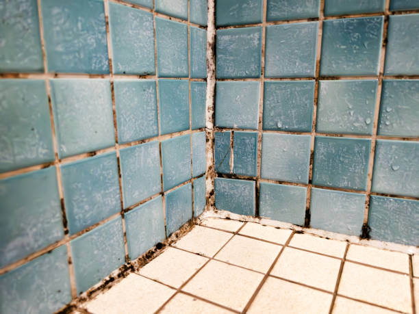 Best Crawl Space Mold Remediation  in Madison, NC