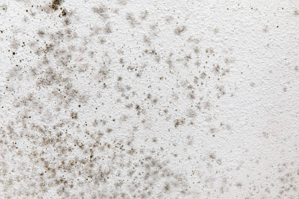 Best Asbestos and Lead Testing During Mold Inspection  in Madison, NC