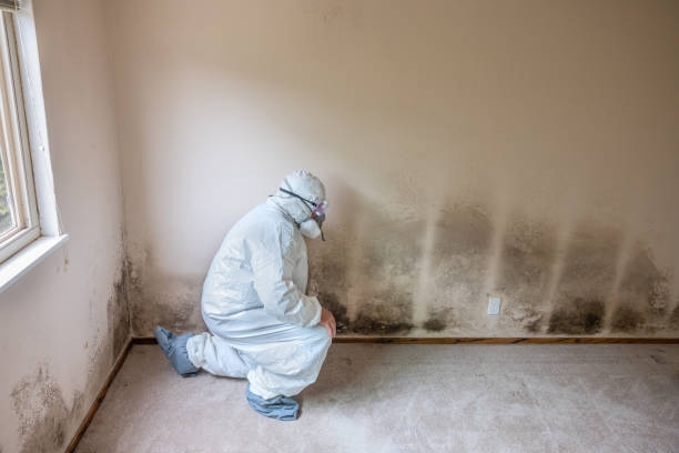Best Black Mold Removal  in Madison, NC