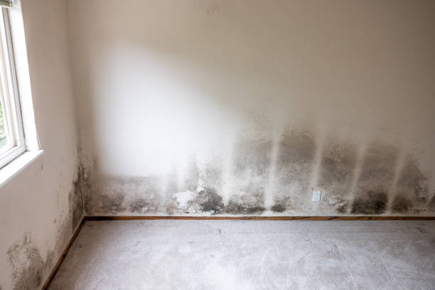 Best Forensic Mold Investigation  in Madison, NC